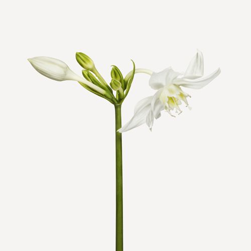 eucharis2